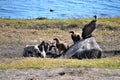 A group of vultures feeding on an elephant carcass Royalty Free Stock Photo