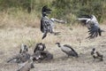 Vulture Feeding Frenzy Royalty Free Stock Photo