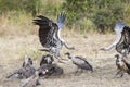 Vulture Feeding Frenzy Royalty Free Stock Photo