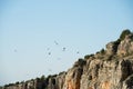 Group of vultures flying over Duraton river. Segovia Royalty Free Stock Photo