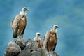 Group of vultures. Griffon Vulture, Gyps fulvus, big birds of prey sitting on the rocky mountain, nature habitat, Madzarovo, Bulga Royalty Free Stock Photo