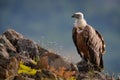 Group of vultures. Griffon Vulture, Gyps fulvus, big birds of prey sitting on rocky mountain, nature habitat, Madzarovo, Bulgaria