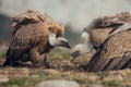 Group Vultures, interacting and eating bones in mountains at sunrise in Spain Royalty Free Stock Photo