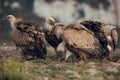 Group Vultures, interacting and eating bones in mountains at sunrise in Spain Royalty Free Stock Photo