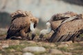 Group Vultures, interacting and eating bones in mountains at sunrise in Spain
