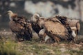 Group Vultures, interacting and eating bones in mountains at sunrise in Spain