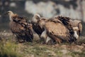 Group Vultures, interacting and eating bones in mountains at sunrise in Spain