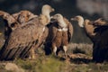 Group of Vultures, in mountains at sunrise in Spain