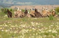 group of vultures in spring Royalty Free Stock Photo