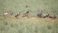 Group of vultures in the wild