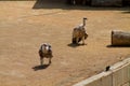 Group of Vultures in a Wildlife Sanctuary Royalty Free Stock Photo