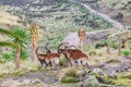 Group of Walia Ibex among giant lobelia in the Ethiopian highlands Royalty Free Stock Photo