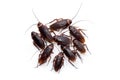 Group walk cockroach isolate on white background Royalty Free Stock Photo