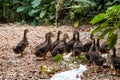 A group of walking ducks in the wild Royalty Free Stock Photo