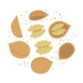 Group of walnuts. Color vector flat illustration isolated on white background.