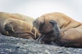 Group of walruses lying on a beach in the Arctic, on Franz Josef land