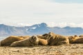 Group of walruses on Prins Karls Forland, Svalbard