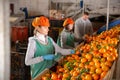 Group of workers sorting ripe mandarins