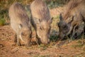 Group of Warthogs eating grass.
