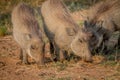 Group of Warthogs eating grass.