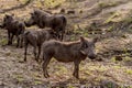 Group of Warthogs Phacochoerus africanus in evening sun