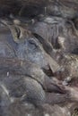 Group of warthogs sleeping