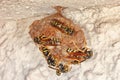 A group wasps building and stuffing nest with their eggs Royalty Free Stock Photo