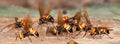 A group of wasps macro