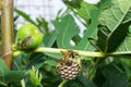A group of wasps nesting in a fig tree