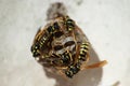 Group of wasps on their hornet`s nest Royalty Free Stock Photo