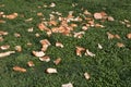 A group of wasted bread pieces on green grasses Royalty Free Stock Photo