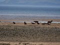 group of watchful roe deer gathered at beach of Applecross