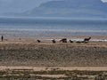 group of watchful roe deer gathered at beach of Applecross