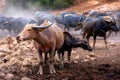 Group of Water buffalo Thai buffalo at countryside in Southern of Thailand