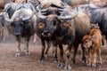 Group of Water buffalo Thai buffalo at countryside in Southern of Thailand