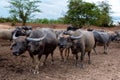 Group of Water buffalo Thai buffalo at countryside in Southern of Thailand