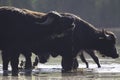 A group of water buffalos Bubalus bubalis drinking water from a lake.