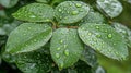 A group of water droplets sparkles on a lush green leaf, each droplet holding a tiny image of the surrounding Royalty Free Stock Photo