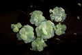 Group of water lettuce.