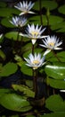 A group of water Lilies in a pond