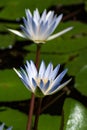 A group of water Lilies in a pond