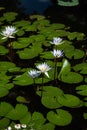 A group of water Lilies in a pond