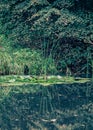 Group of water lily among round green leaves in a pond. Water surface with reflections. Autumn scenery Royalty Free Stock Photo