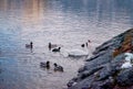 Group of water poultry animal with leader in a herd including, wild duck teak goose and white swan swimming in the river, lake of