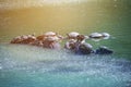 Group of water turtles standing on rocks in a pound pond. Turtles take shower and sunbathe on a rooks in a pool Royalty Free Stock Photo