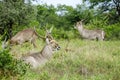 Group of Waterbuck Bulls grazing in the wild Royalty Free Stock Photo