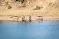 A group of Waterbuck drinking at a dam in Kruger. Royalty Free Stock Photo