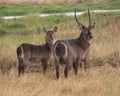 Group of waterbucks in the meadow.