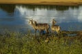 Group of waterbucks in the riverbank in Kruger Park, South Africa