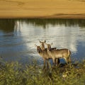 Group of waterbucks in the riverbank in Kruger Park, South Africa